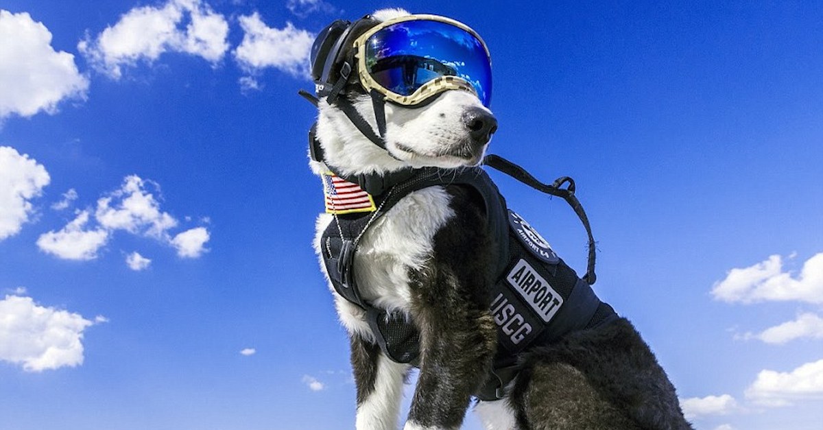 piper airport dog 2