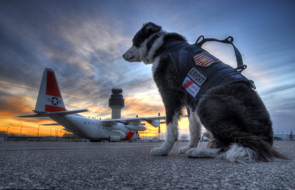 piper-airport-dog-3-e1456265251731.jpg