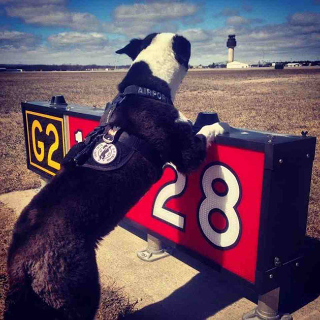 piper-airport-dog-4.jpg