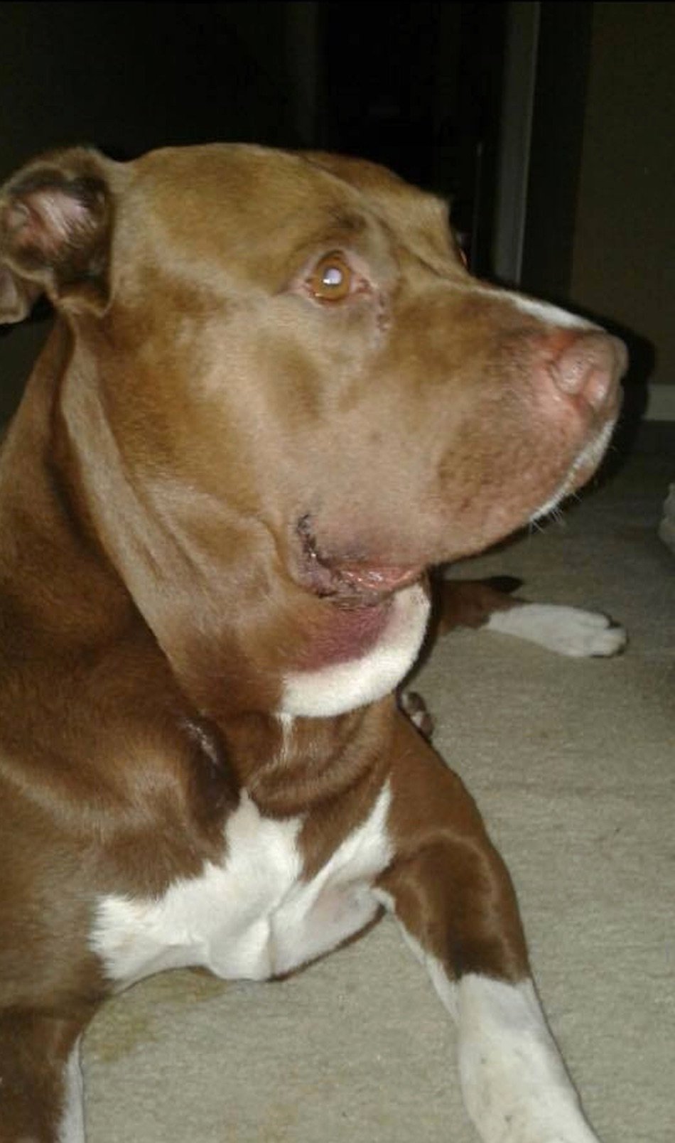 pit-bull-1-2.jpg