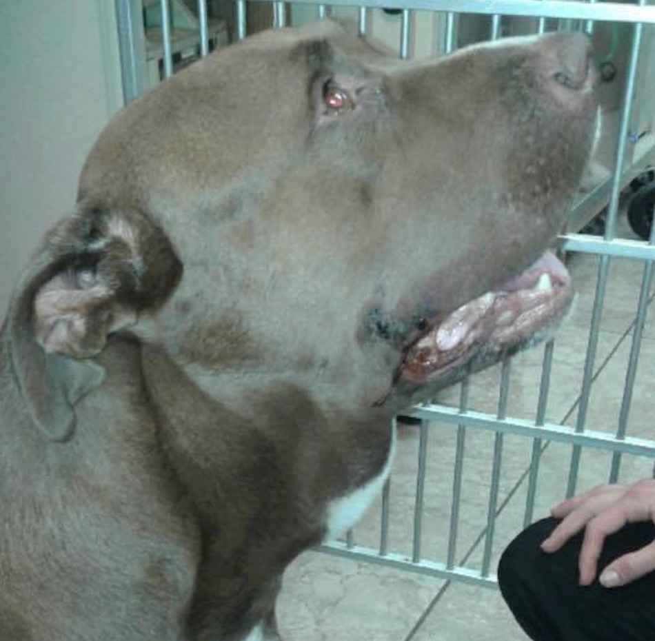 pit-bull-3.jpg
