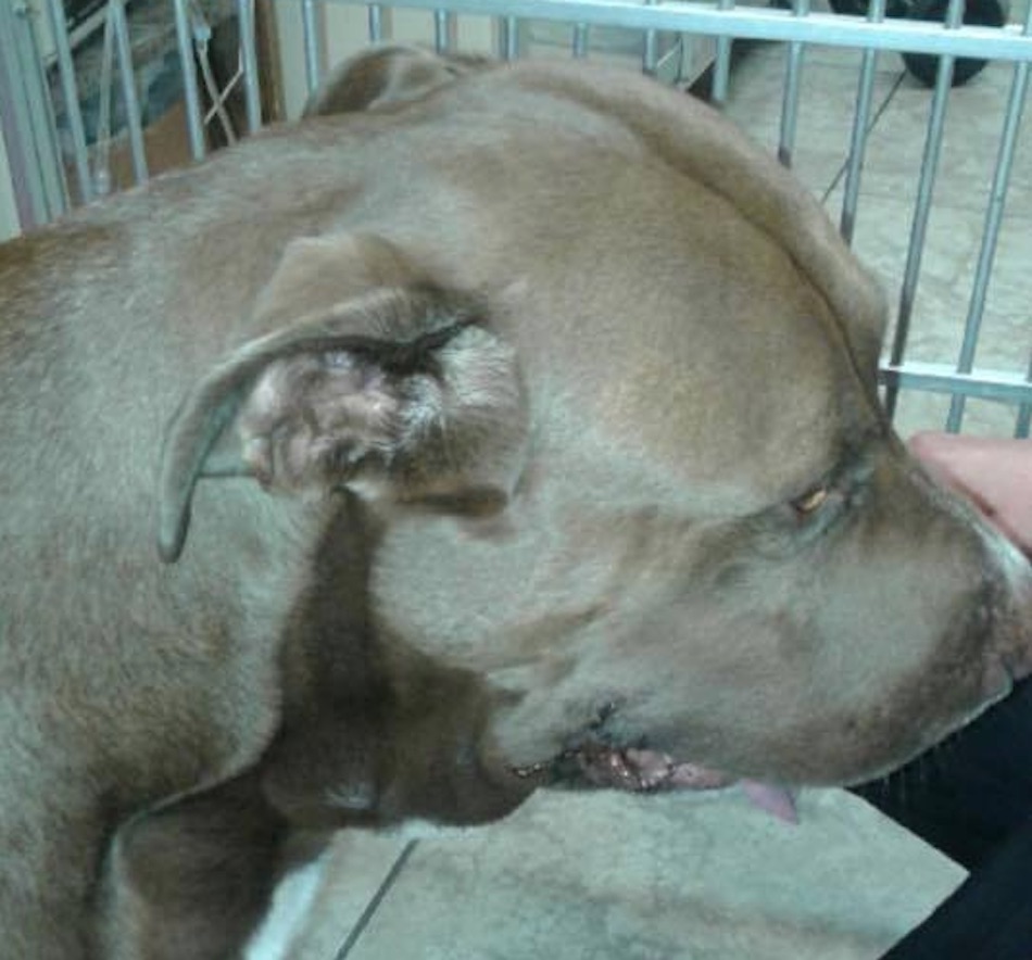 pit-bull-5.jpg