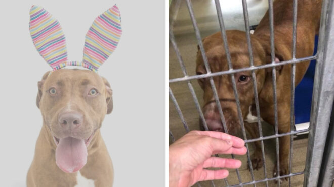 pit bull