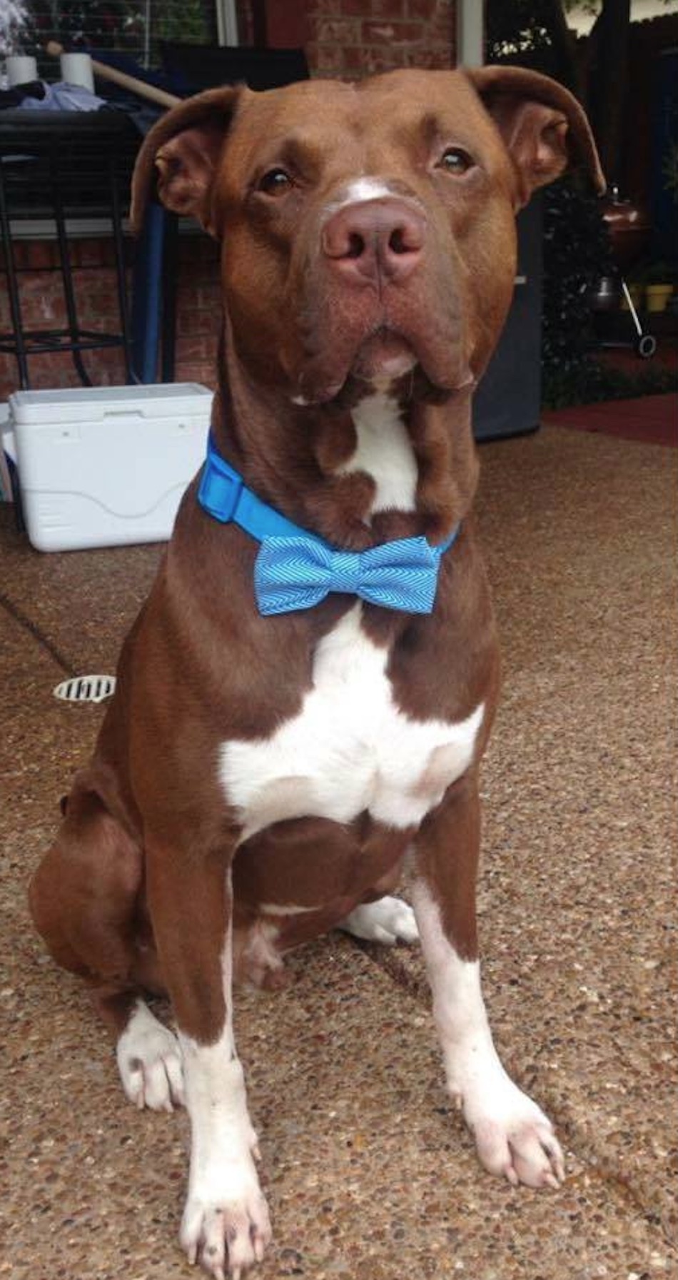 pit-bull-8-1.jpg