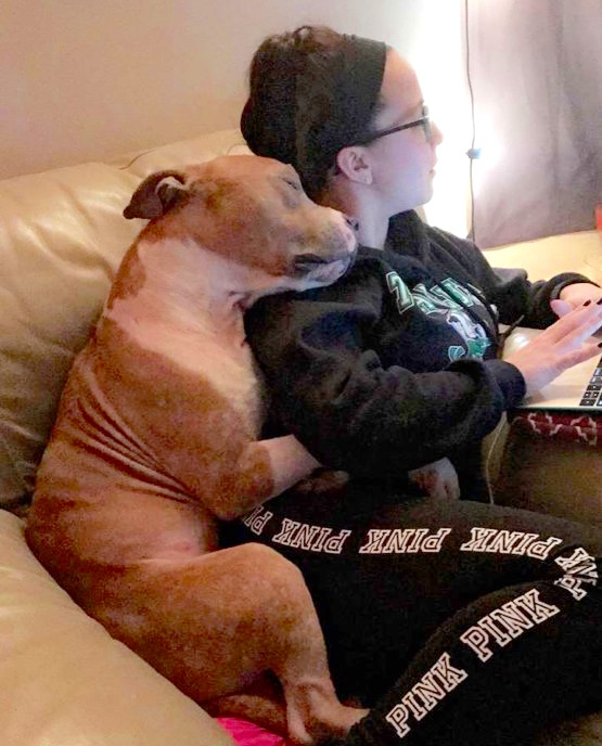 pit-bull-adoption.jpg