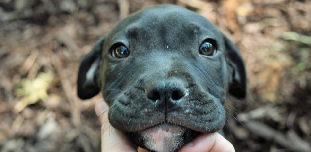 pit bull paw