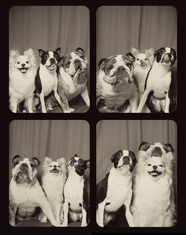 pit-bulls-photo-booth-cute-dogs-lynn-terry-3.jpg