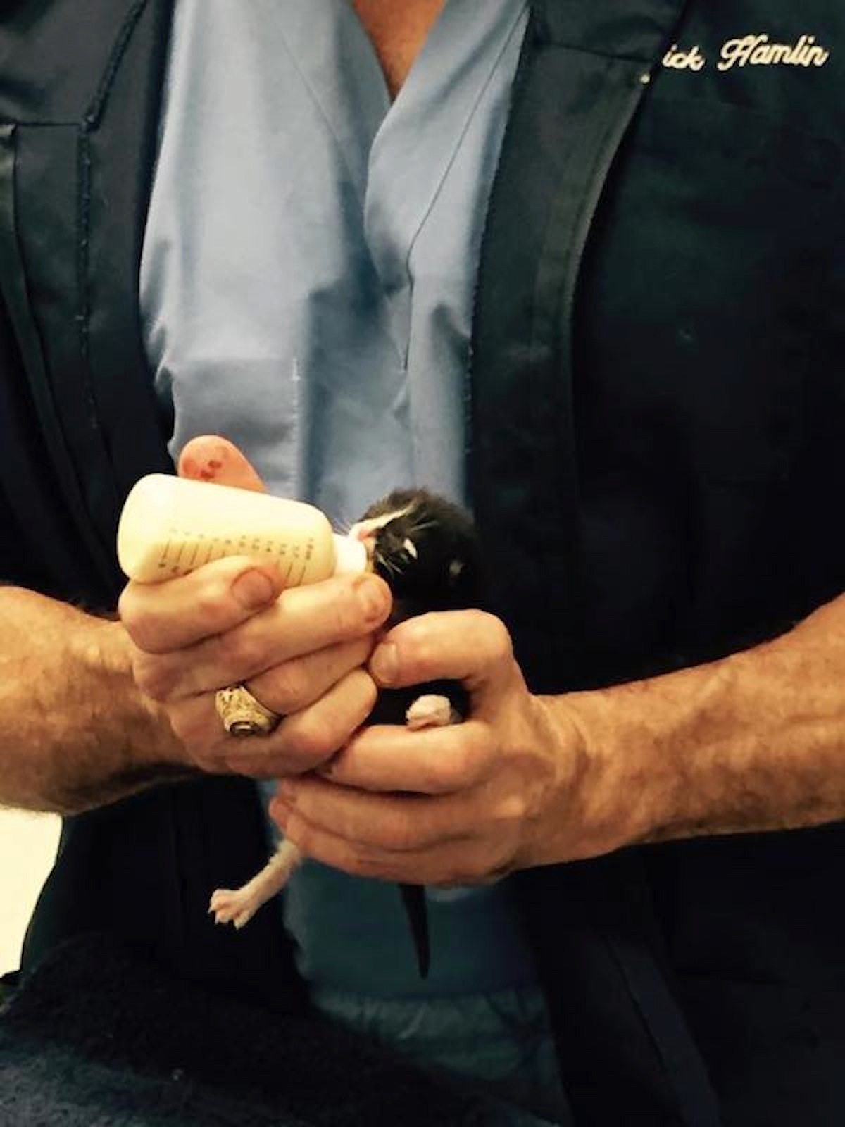 pitbull-and-kitten-rescued-2.jpeg