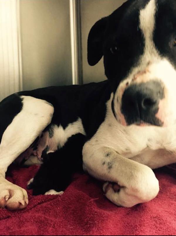 pitbull-and-kitten-rescued-3-1.jpeg