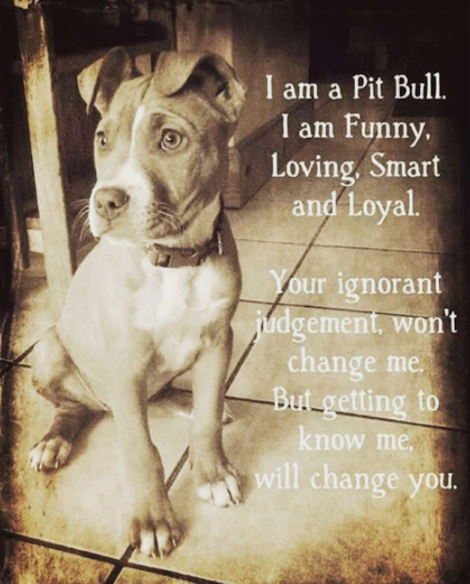 pitbull-quotes-3.jpg