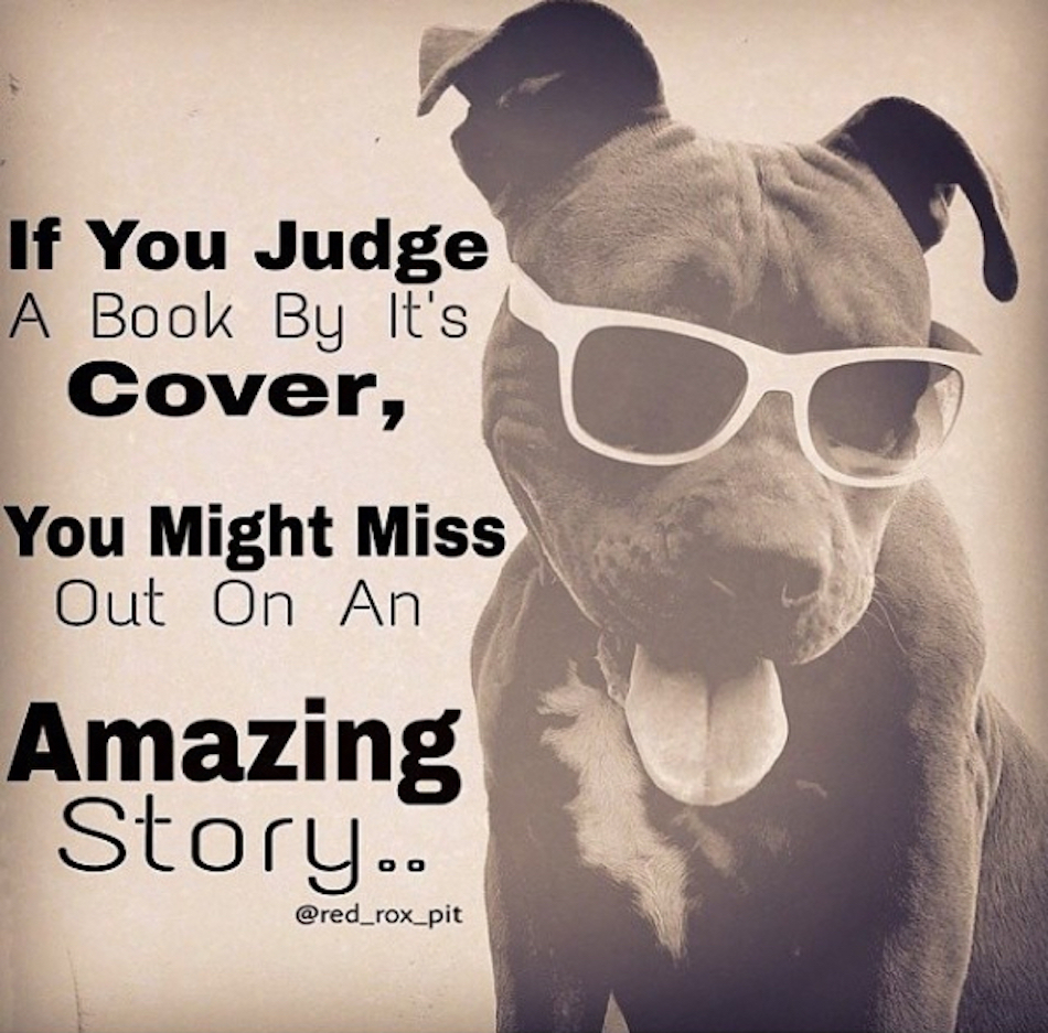 pitbull-quotes-6.jpg