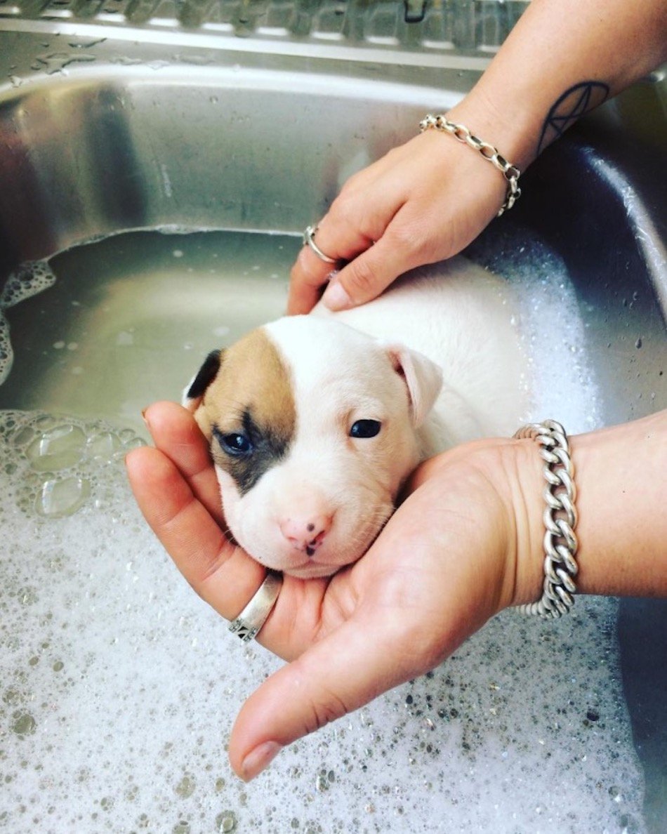 pitbull.jpg pitbull.jpg