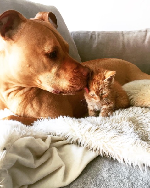 pitbullkitten.jpg