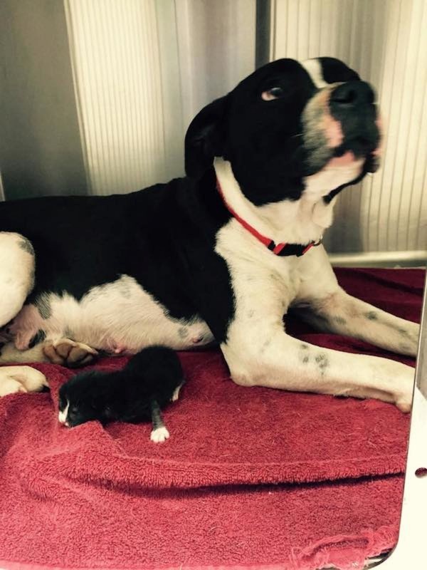 pitbulll-and-kitten-rescued-600x800-1.jpeg