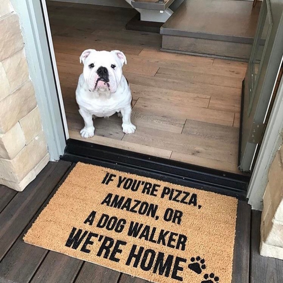 pizza-and-dogs.jpg