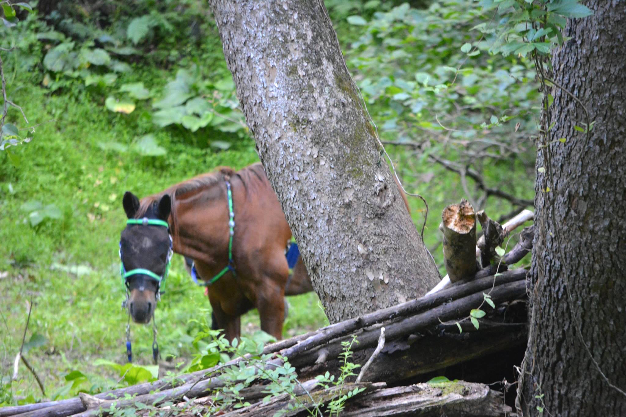 playdohhorse_a.jpg