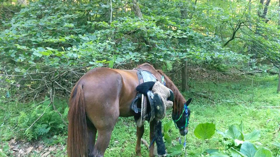 playdohhorse_c.jpg