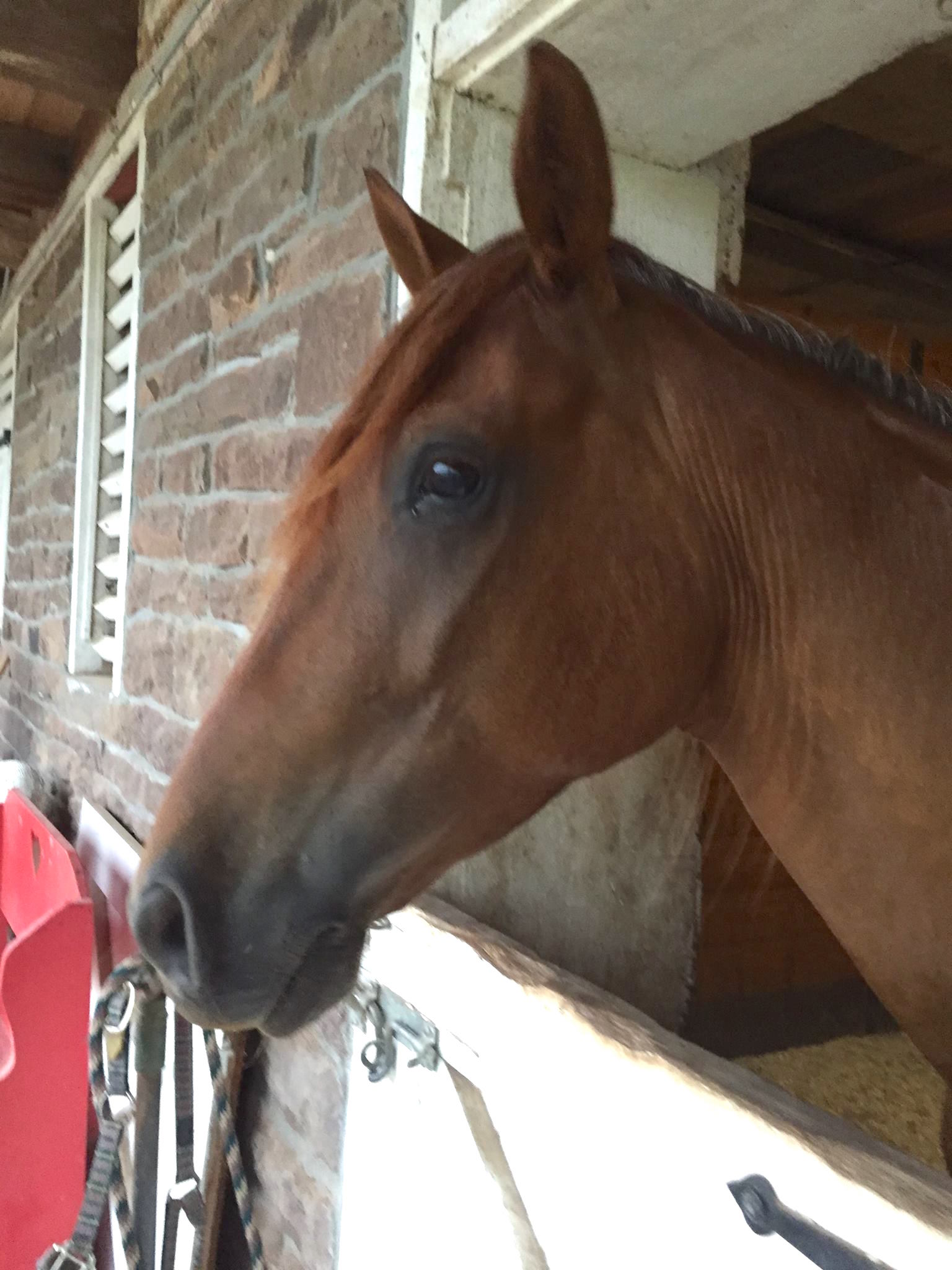 playdohhorse_f.jpg