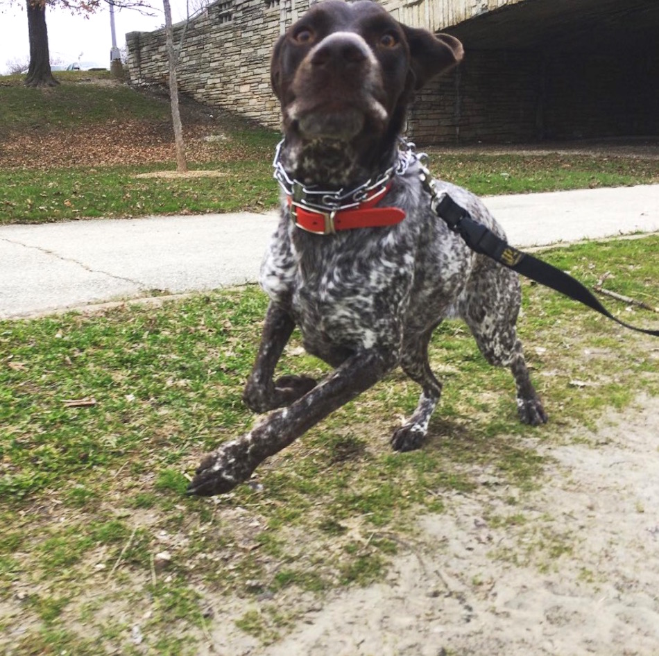 pointer.jpg