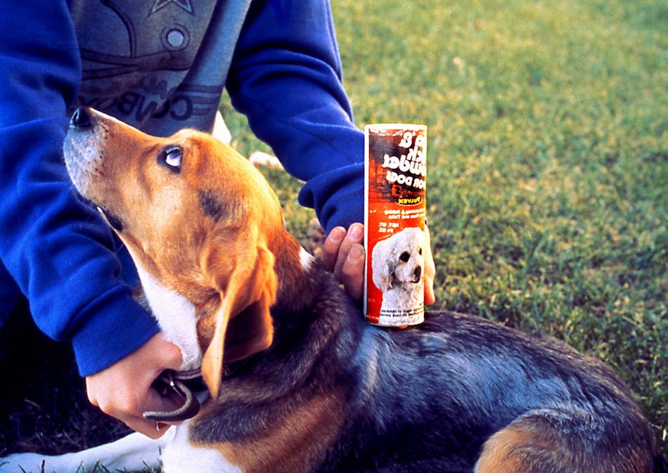 Pet beagle depicted here was being treated with a flea and tick powder