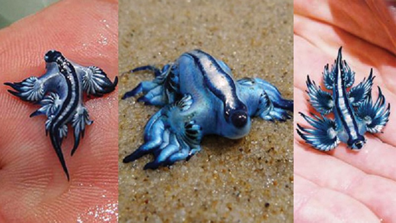 pokemon-sea-slug-2.jpg