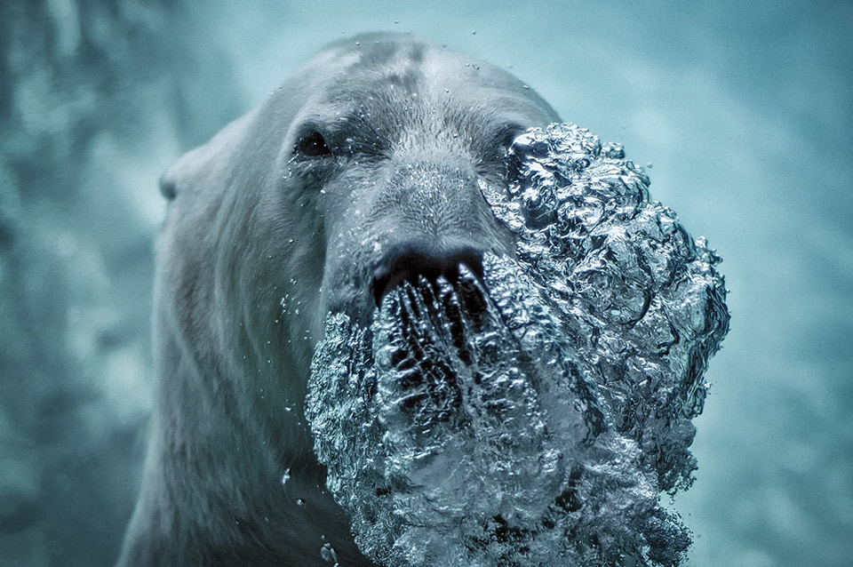 polar-bear-blowing-bubbles.jpg