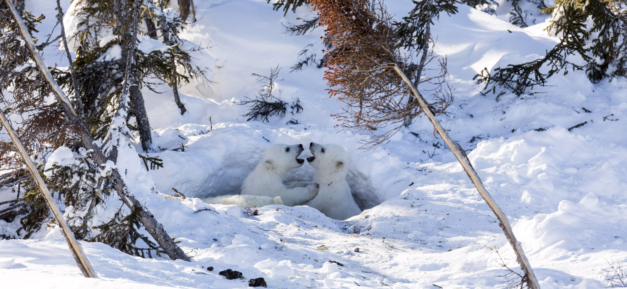 Polar Bear Cubs Emerge From Den