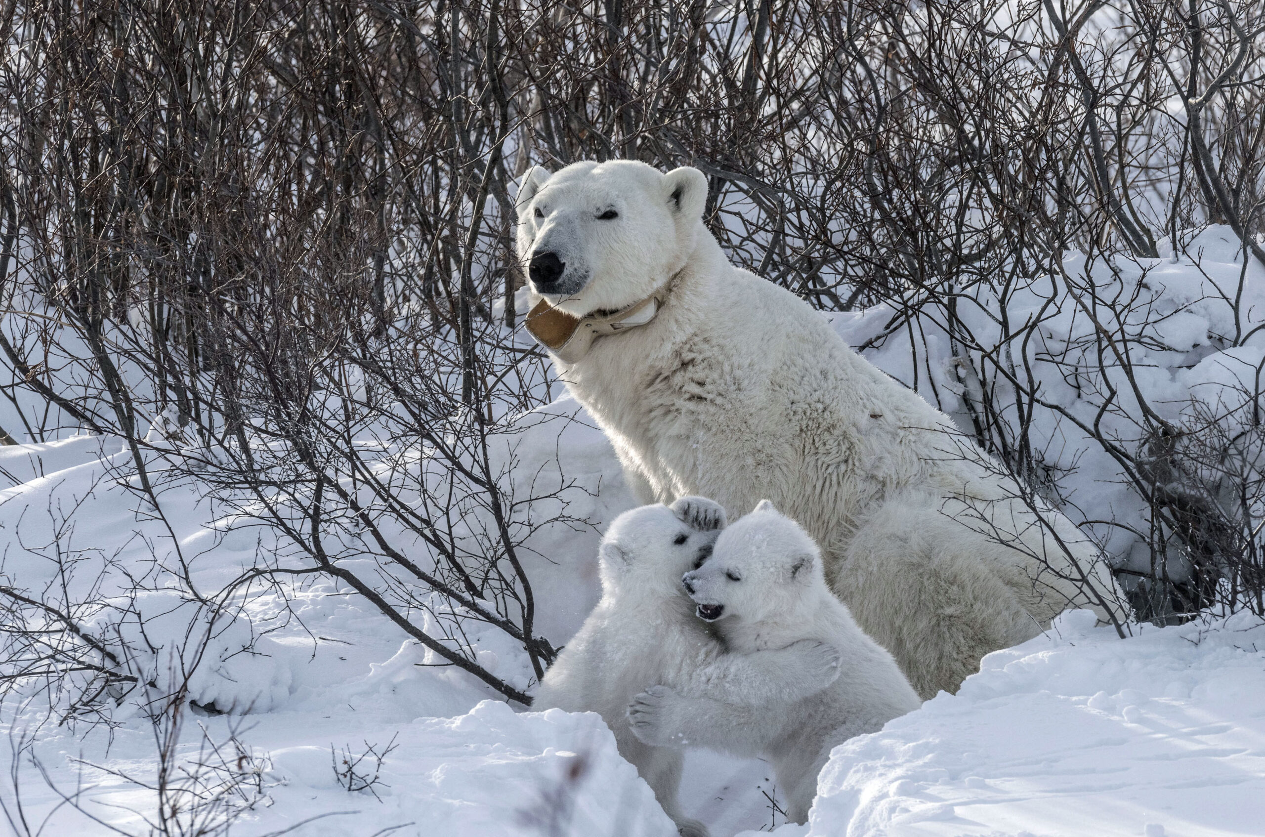 Polar Bear Cubs Emerge From Den