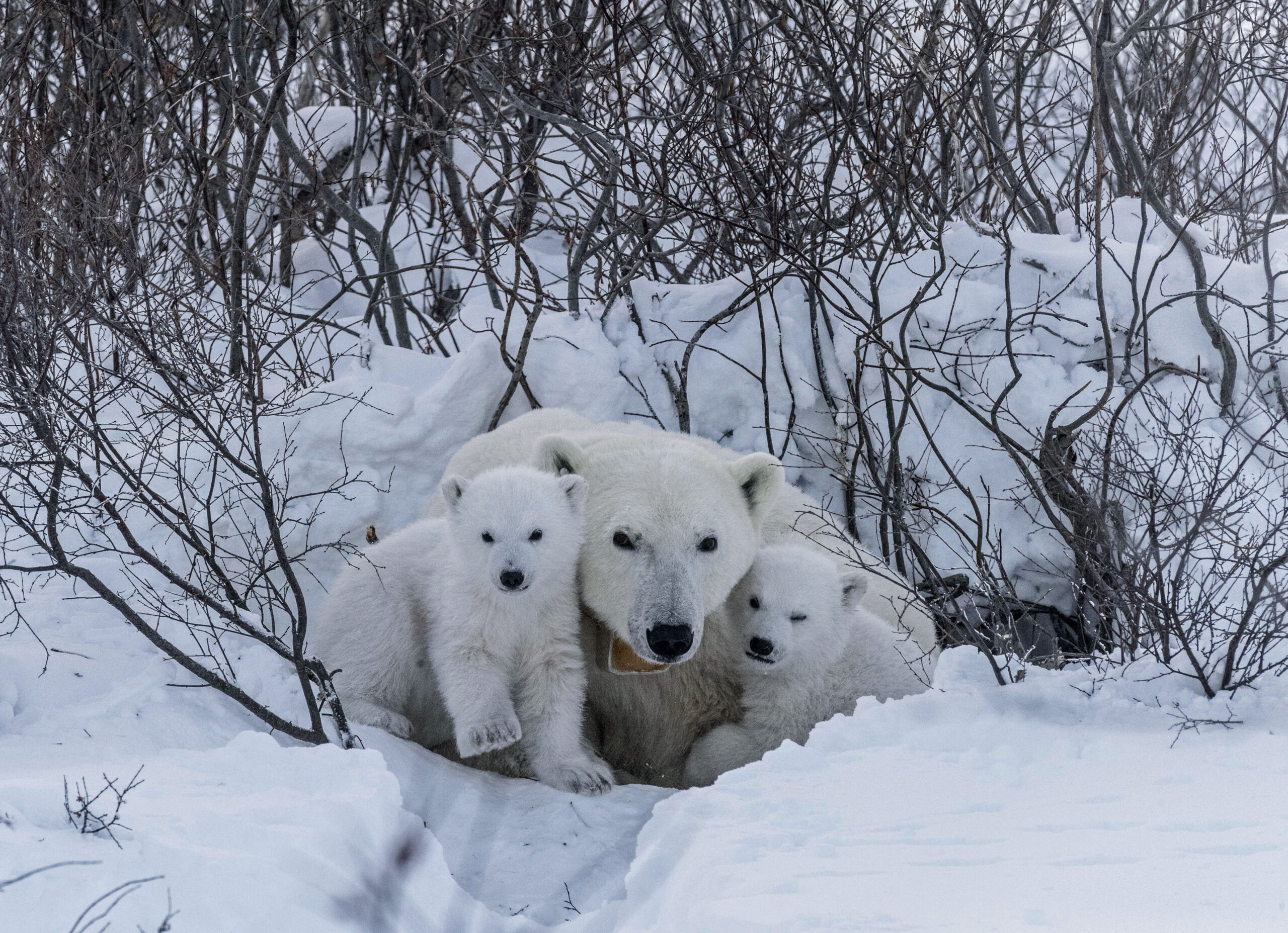 Polar Bear Cubs Emerge From Den