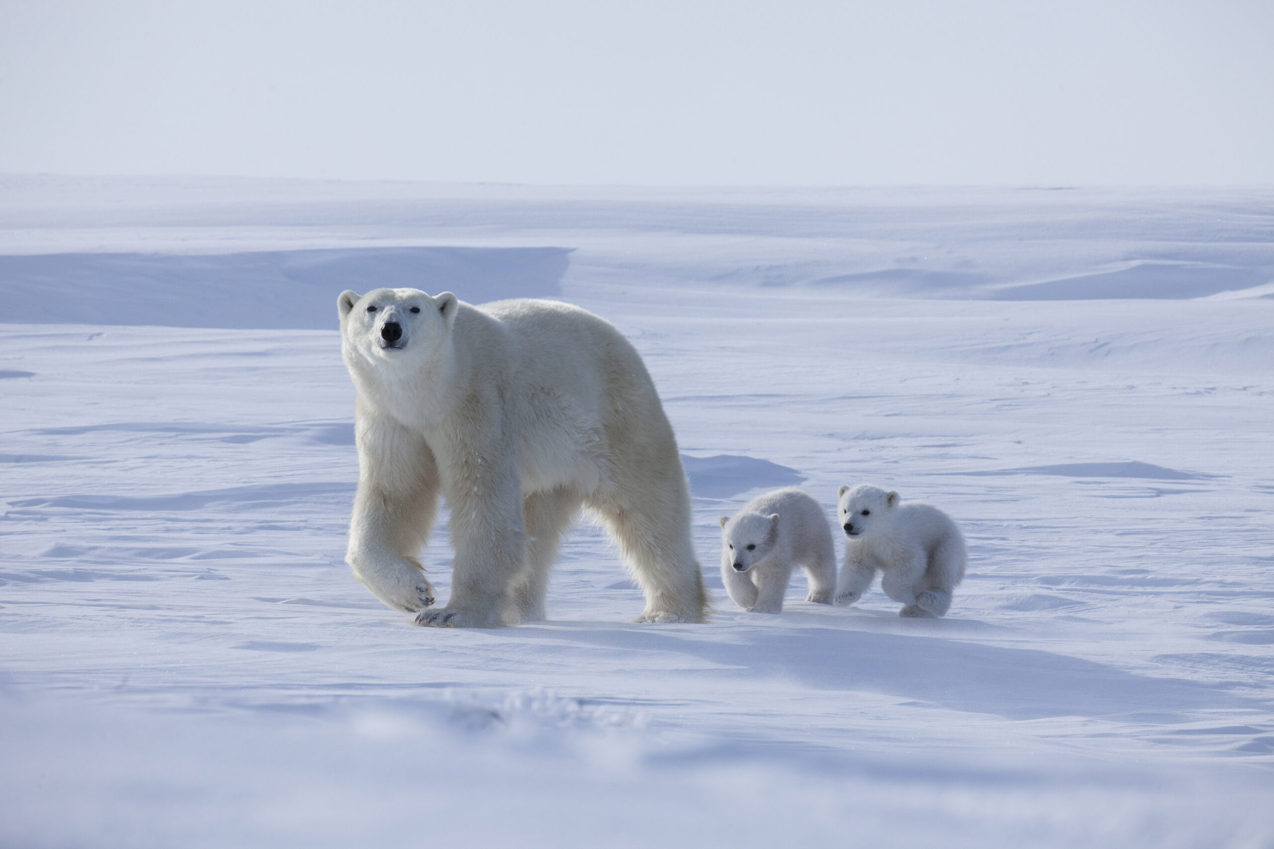 Polar Bear Cubs Emerge From Den