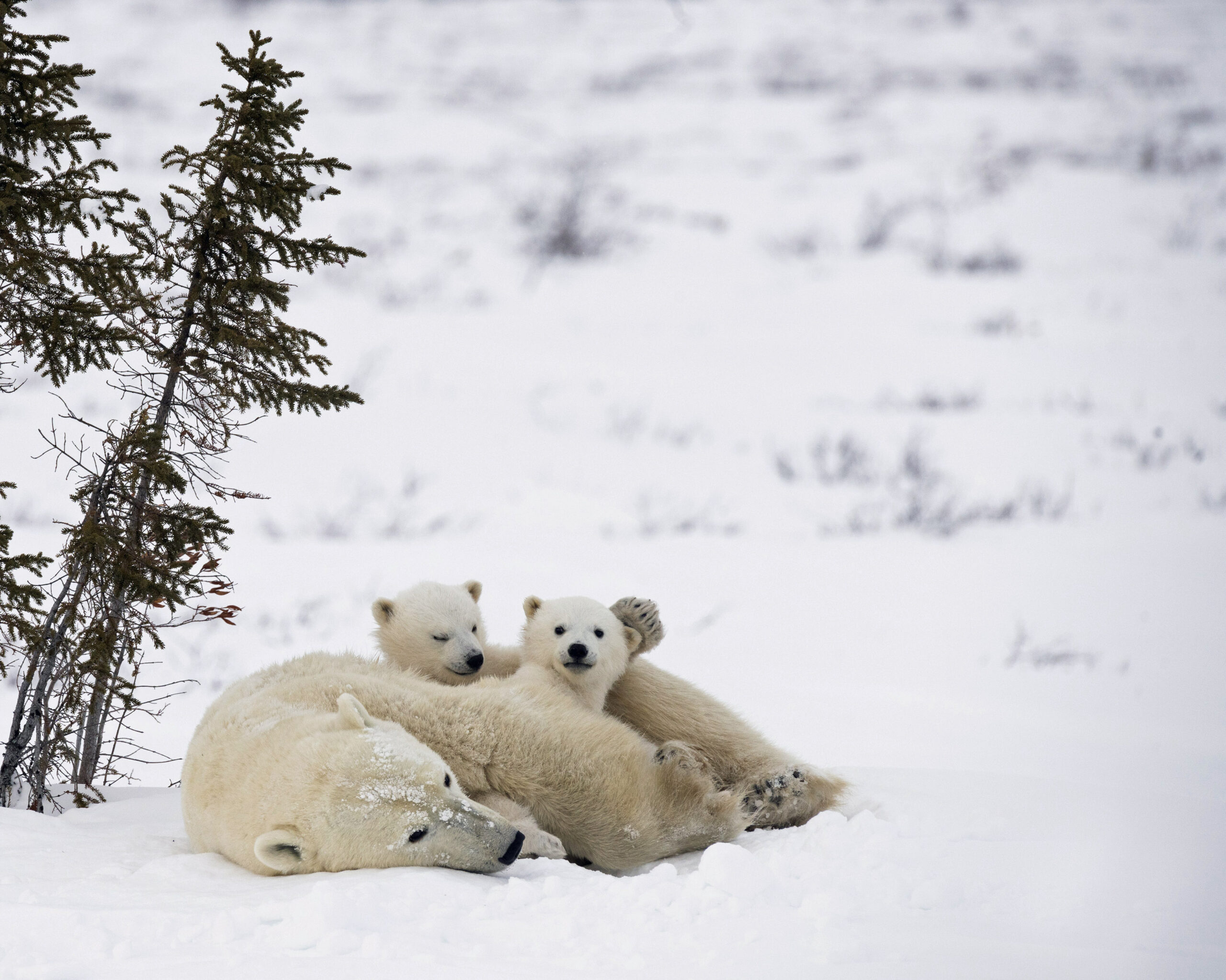 Polar Bear Cubs Emerge From Den