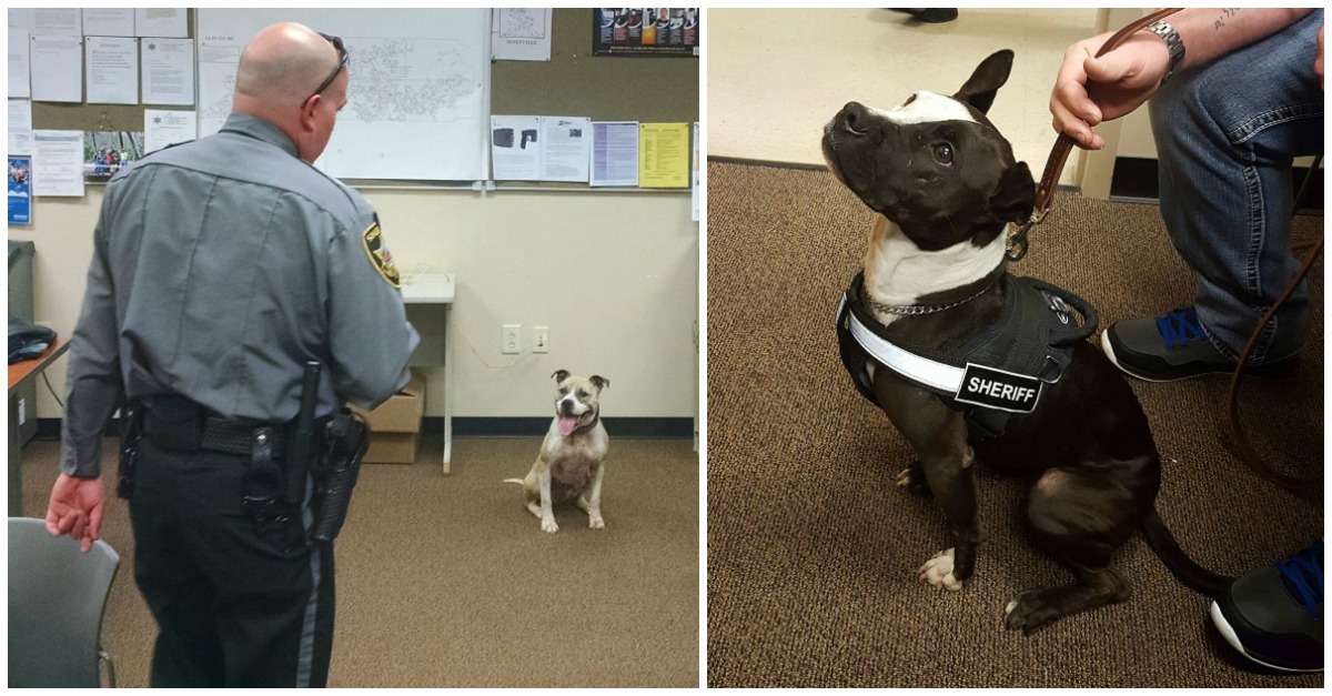 police-pit-bulls