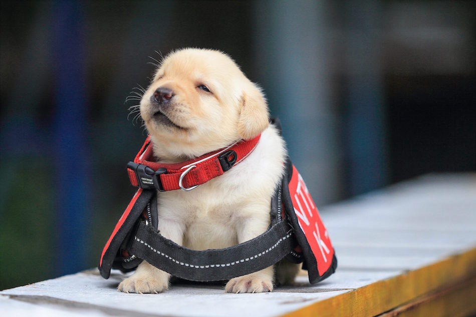 police-pup.jpg