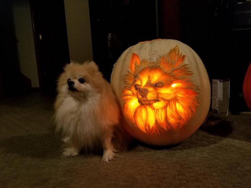 pomeranian-pumpkin-10.jpg