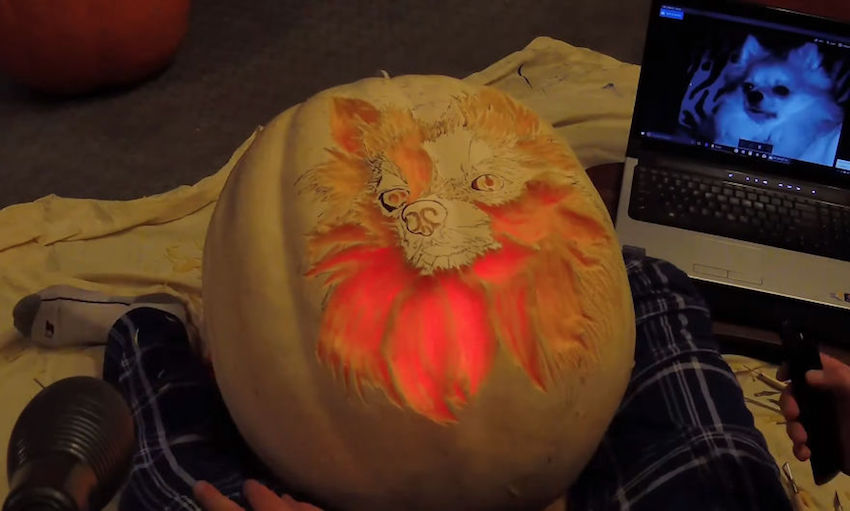 pomeranian-pumpkin-7.jpg