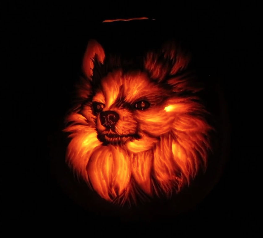 pomeranian-pumpkin-9.jpg