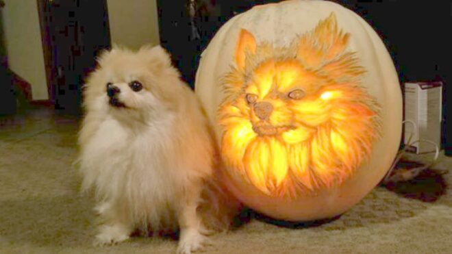 pomeranian pumpkin dog