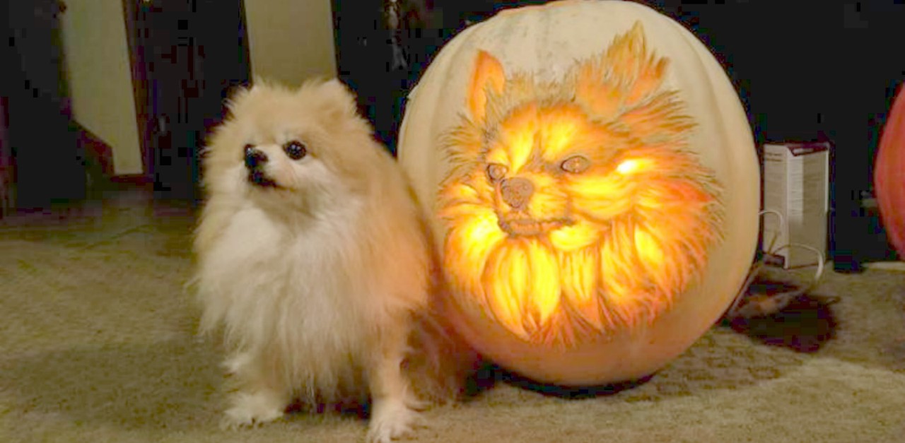 pomeranian pumpkin dog