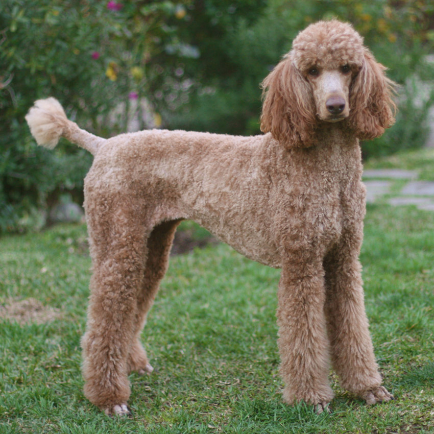 poodle-smartest-dog-breed.jpg