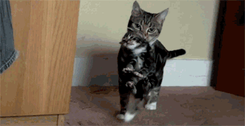 poop2.gif