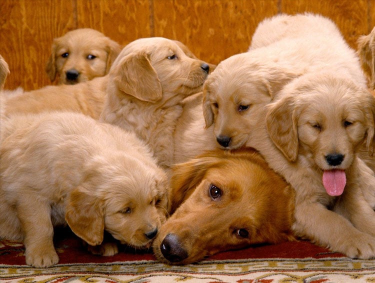 pooped-golden-retriever-mommy.jpg