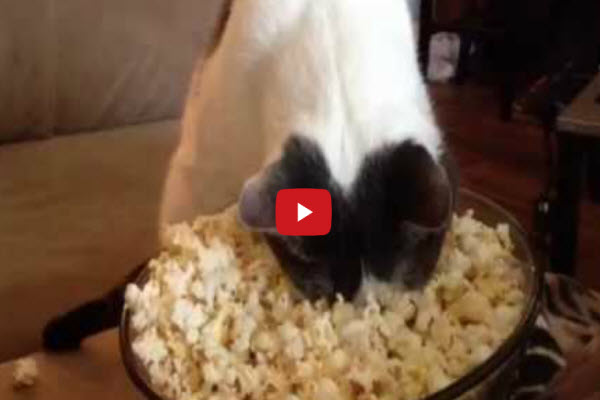 popcorncat