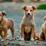 Popular Dog Names Thumb