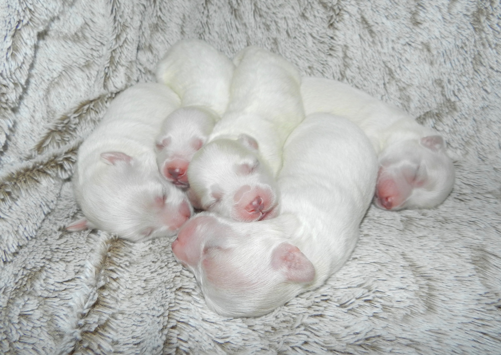 portee-chiots-coton-de-tulear.jpg