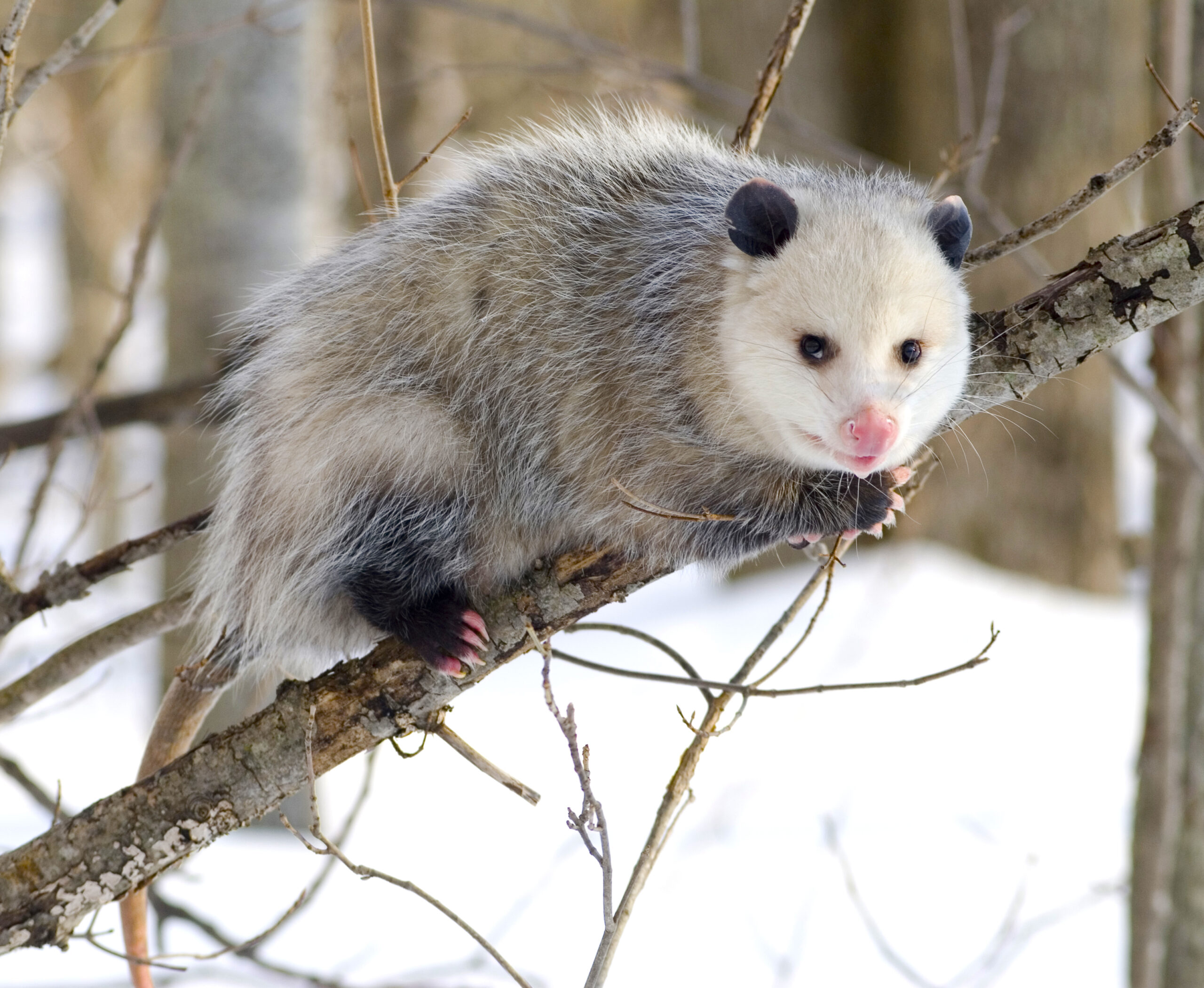 possum-1.jpg