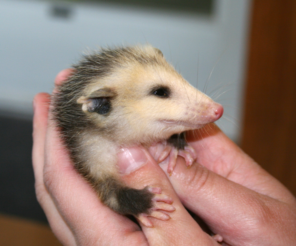 possum-2.jpg