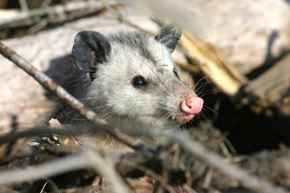 Virginiana Didelphis Fauna Animals Opossum Animal