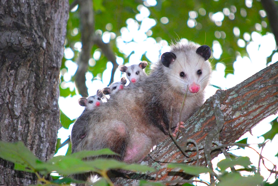 possum-5.jpg