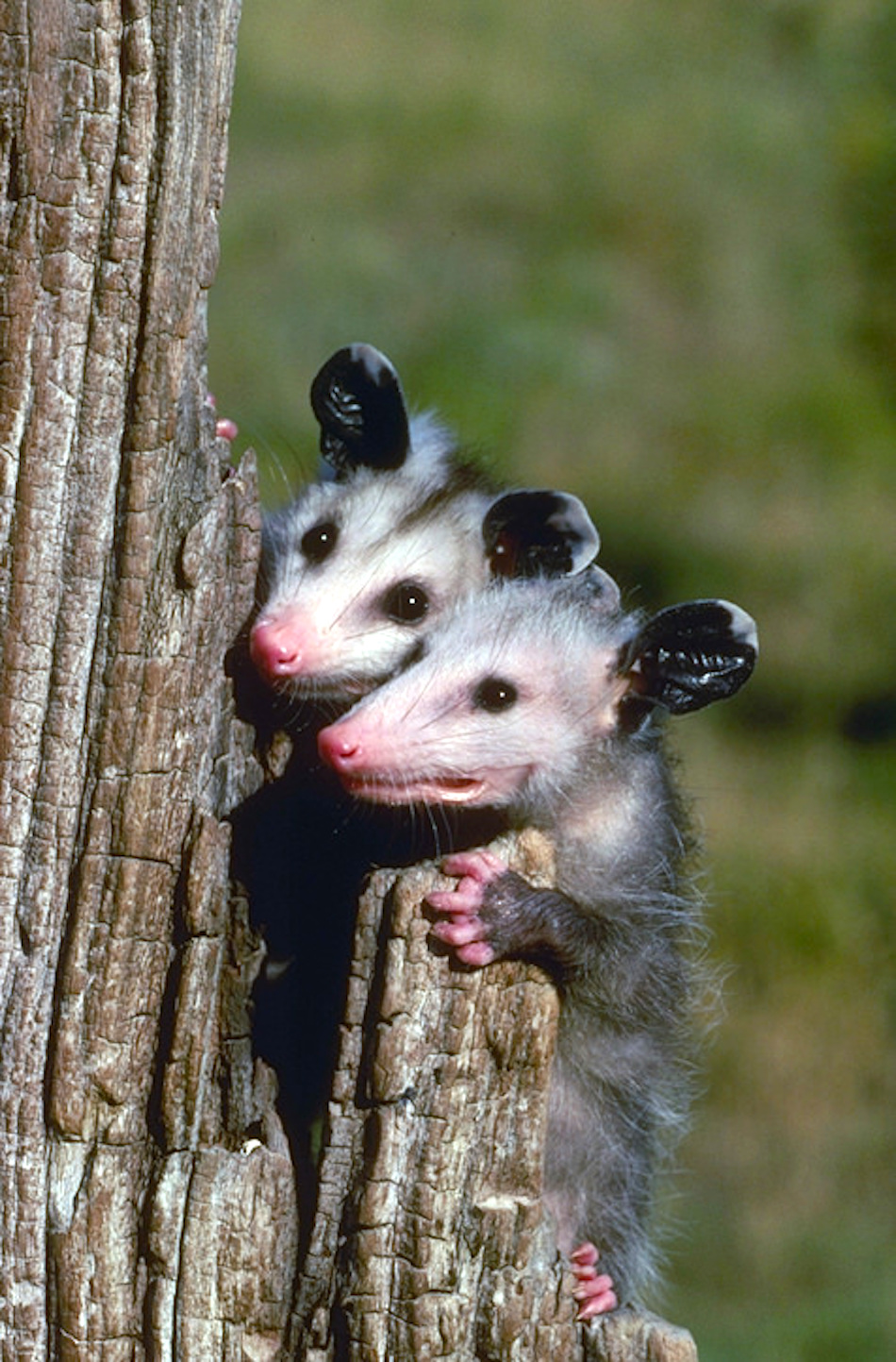 possum-6.jpg