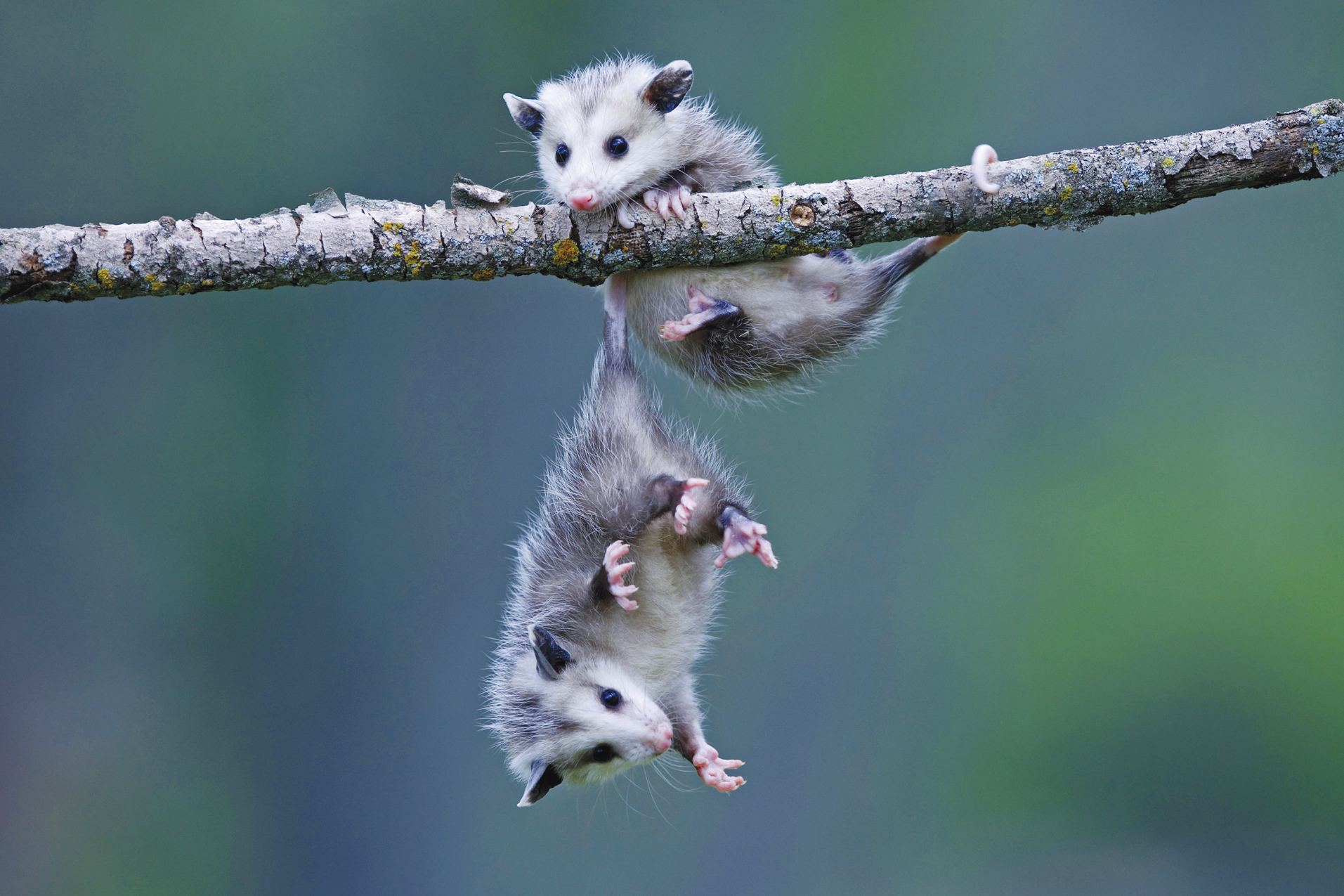 possum-POD.jpg possum-POD.jpg